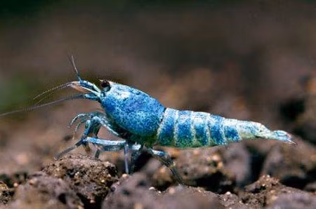 Choáng với 'thú chơi' tép cảnh nghìn đô ở VN ảnh 2