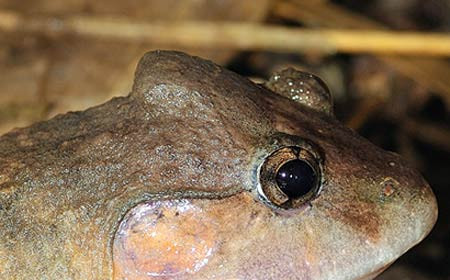 Đặc điểm này khiến ếch gáy dô có một dáng vẻ khá “quái dị” so với các đồng loại. Ảnh: Anh Tuấn