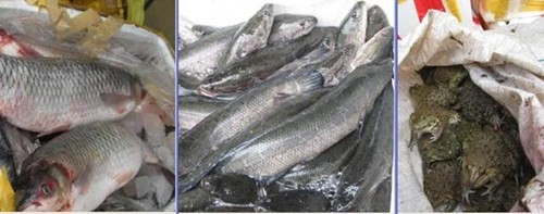 Cá quả, ếch và các trắm bị gây mê, rất độc hại. Cá quả, ếch và các trắm bị gây mê, rất độc hại.