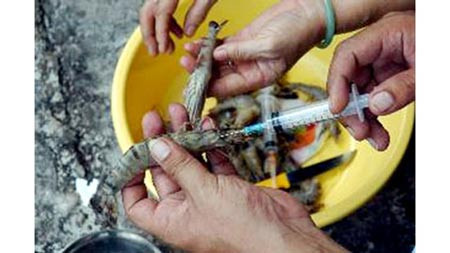 Tôm được tiêm bột rau câu và một số hóa chất để tăng trọng lượng. Tôm được tiêm bột rau câu và một số hóa chất để tăng trọng lượng.