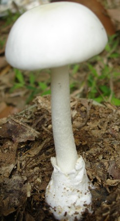 Nấm độc trắng hình nón