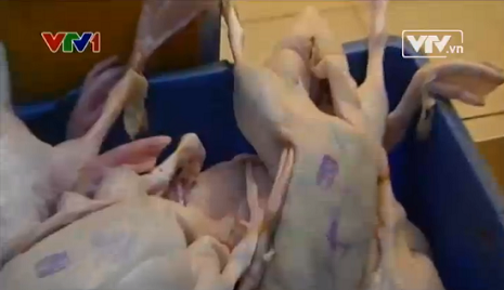 Gia cầm được đóng dấu kiểm dịch giả bị cơ quan chức năng phát hiện. (Ảnh cắt từ clip VTV) Gia cầm được đóng dấu kiểm dịch giả bị cơ quan chức năng phát hiện. (Ảnh cắt từ clip VTV)