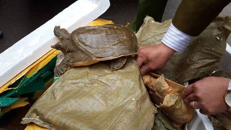 Baba sống đựng trong các thùng xốp. Baba sống đựng trong các thùng xốp.