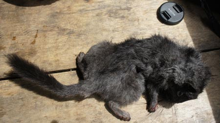 Mẫu vật thu được ở bản Ón