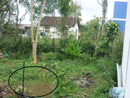 Sau khi giết mẹ, Nguyễn Hữu Tài đã chôn xác dưới cái ao này. Ảnh: Nguyễn Đại