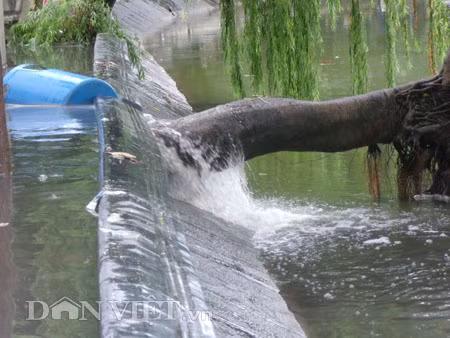 Dưới có hồ, còn phía trên lòng đường, vỉa hè cũng lại thành ao sau mưa Nước không thoát kịp xuống cống, ùn ùn đùn nước lên và chảy tràn xuống hồ Gươm Người đàn ông này bị mắc kẹt trên vỉa hè Nước lênh láng cả một đoạn dài phía đường Đinh Tiên Hoàng Có những chỗ ngập sâu đến nửa mét Bãi để xe ô tô ven hồ Gươm cũng bị ngập khá sâu Nước cống hòa nước mưa, ứ đọng, đen ngòm và kèm theo đó là mùi hôi thối nồng nặc Từng mảng váng bẩn cuộn lại theo dòng nước xoáy tràn xuống hồ Gươm Nước bẩn ào ào xối xuống lòng hồ