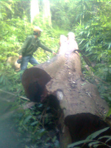 Một cây hương cổ thụ bị đốn hạ