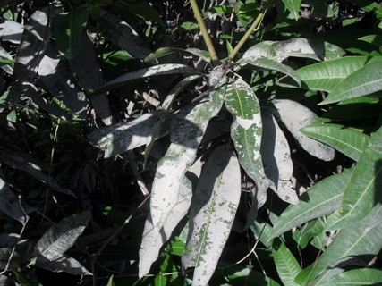 Cây lá gần nhà máy xi măng Lam Thạch II luôn nhuộm một màu bụi Cây lá gần nhà máy xi măng Lam Thạch II luôn nhuộm một màu bụi