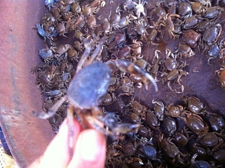 Cua được giới thiệu là nuôi có giá rất rẻ xuất hiện nhan nhản tại các chợ ở Hà Nội.