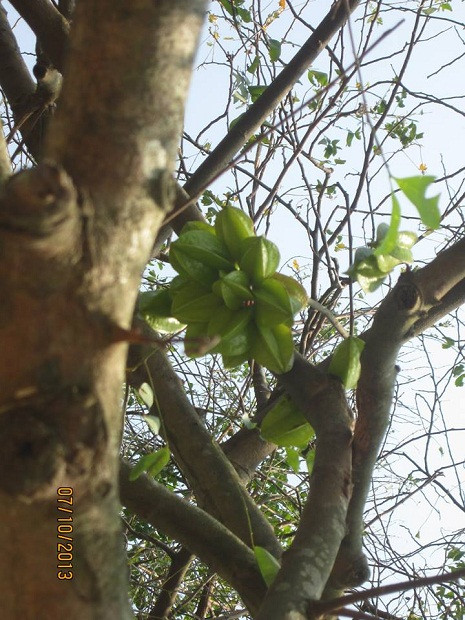 Cây khế già... Cây khế già...