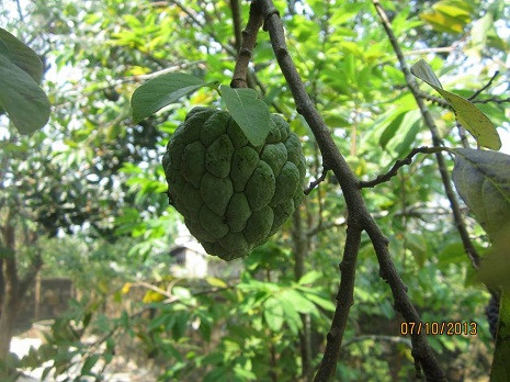 ...quả na, ...quả na,