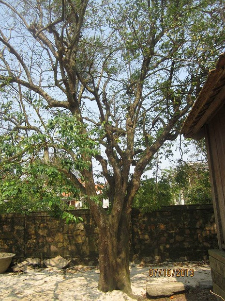 Cảnh vật xung quanh nhà Đại tướng tại Lệ Thủy - Quảng Bình. Cảnh vật xung quanh nhà Đại tướng tại Lệ Thủy - Quảng Bình.