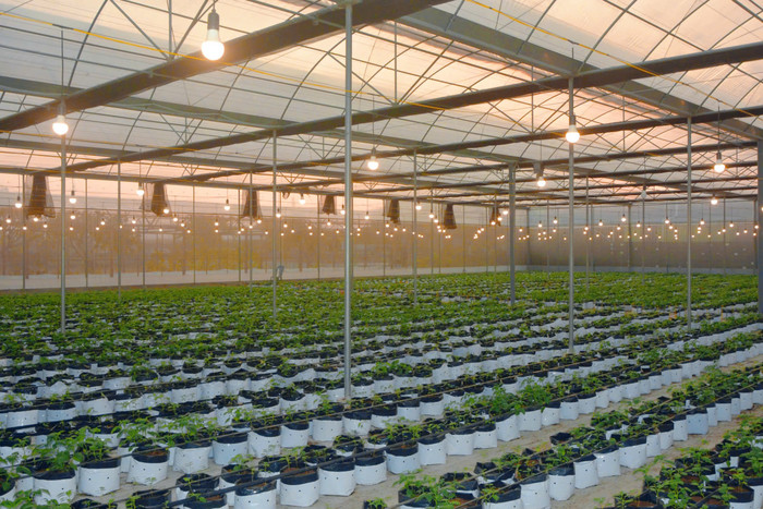 Mô hình sản xuất khoai tây.