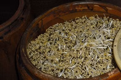 Người tiêu dùng nên chọn loại giá dài, có rễ, màu sắc bình thường thay vì loại giá thân mập, không có rễ. Người tiêu dùng nên chọn loại giá dài, có rễ, màu sắc bình thường thay vì loại giá thân mập, không có rễ.