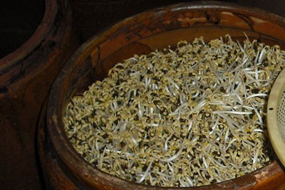 Người tiêu dùng nên chọn loại giá dài, có rễ, màu sắc bình thường thay vì loại giá thân mập, không có rễ.