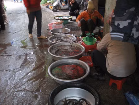 Trời rét đậm, những người buôn cá ca thán vì lo không bán được, cá sẽ nhanh chết Trời rét đậm, những người buôn cá ca thán vì lo không bán được, cá sẽ nhanh chết