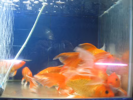 Dịch vụ dọn bể thủy sinh: Quá tải, cửa hàng chê khách! ảnh 2