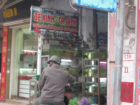 Dịch vụ dọn bể thủy sinh: Quá tải, cửa hàng chê khách! ảnh 1 Dịch vụ dọn bể thủy sinh: Quá tải, cửa hàng chê khách! ảnh 1