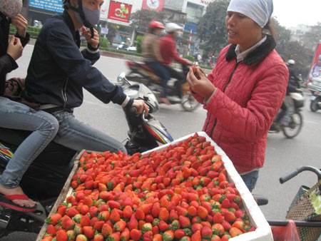 Tràn lan dâu tây TQ "đội lốt" Đà Lạt, "hét" giá gấp 3 lần ảnh 1 Tràn lan dâu tây TQ "đội lốt" Đà Lạt, "hét" giá gấp 3 lần ảnh 1