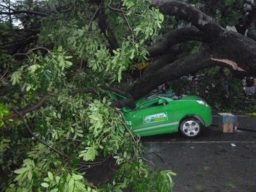 Cây đè chết người: Cty cây xanh nói gì?, Tin tức trong ngày, cay do de chet nguoi, cong ty cong vien cay xanh ha noi, cay to do, cay do, cay do vao nha dan, xa cu, mua giong, mua lon, bao, tin tuc, vn