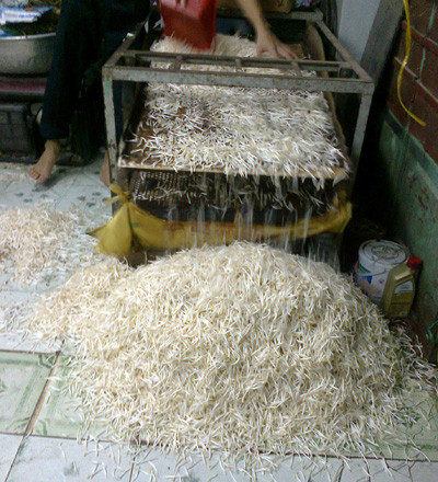 Phát hiện giá ăn tẩm hóa chất ở Hà Nội ảnh 1 Làm giá ăn bằng hóa chất