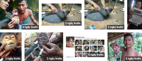 Hình ảnh hành xác voọc.