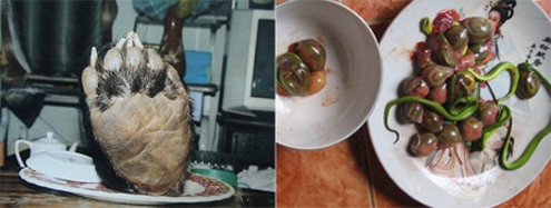 Tháo khớp gấu lấy tay, rạch bụng rắn ngắt bào thai nhúng giấm… đã và đang là thú ăn chơi biến thái của ngày càng đông thực khách hám sung, hám mạnh.