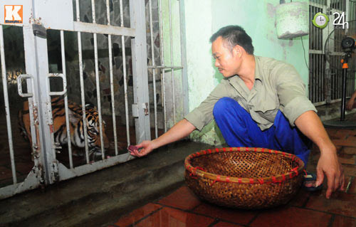 Bí mật nghề nuôi hổ ảnh 2 Bí mật nghề nuôi hổ, Tin tức trong ngày, ho, nghe nuoi ho, ho binh duong, ho dong duong,lam nhi, cong vien thu le...