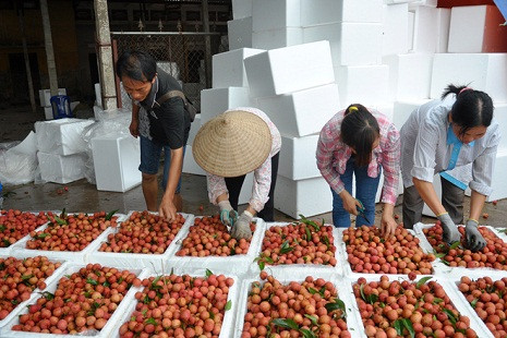 Các điểm thu mua vải lớn bên đường, nhân công vẫn miệt mài đóng vải vào thùng xốp. Mỗi điểm thu mua như thế này trong ngày mua vào rồi bán ra khoảng 20-30 tấn vải. (Ảnh: VNE)