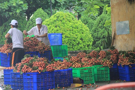 Những điểm tập kết vải. (Ảnh: Lao động)