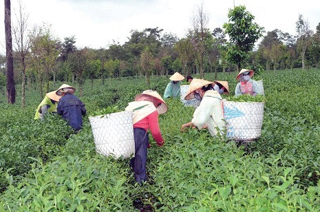 VietinBank đã dành trên 72.000 tỷ đồng cho vay khu vực NNNT. VietinBank đã dành trên 72.000 tỷ đồng cho vay khu vực NNNT.