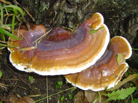 Nấm lim xanh. Nấm lim xanh.