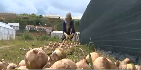 Bà Đinh Thị Kiều Oanh dùng hành tây làm phân bón cho cây. (Ảnh cắt từ clip VTV) Bà Đinh Thị Kiều Oanh dùng hành tây làm phân bón cho cây. (Ảnh cắt từ clip VTV)