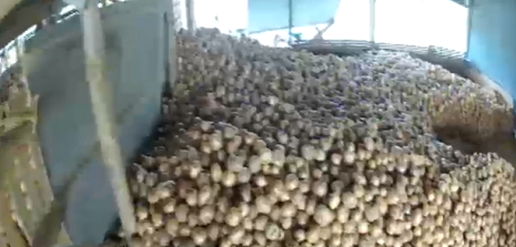 Những đống hành tây chất cao trong kho nhưng không có ai tới mua. Những đống hành tây chất cao trong kho nhưng không có ai tới mua.