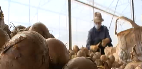 Chị Nguyễn Thị Vân Anh đang loại bỏ những củ hành tây thối. Chị Nguyễn Thị Vân Anh đang loại bỏ những củ hành tây thối.