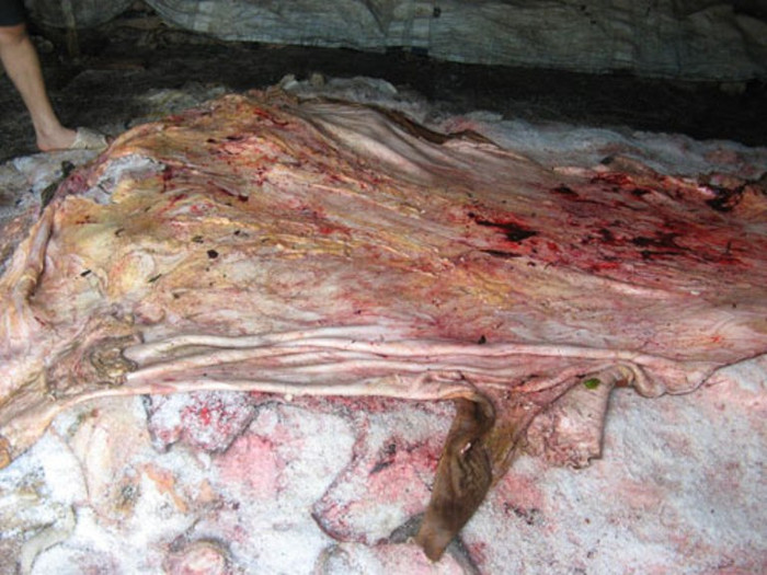 Toàn xã Hòa Bình có gần 20 hộ chuyên làm nghề ướp da trâu, bò và theo ước tính mỗi tháng cả xã xuất khẩu vài chục tấn da muối, doanh thu nhiều tỷ đồng, tạo công ăn việc làm cho cả trăm lao động trong xã với mức thu nhập trung bình 200 ngàn đồng/ngày. Toàn xã Hòa Bình có gần 20 hộ chuyên làm nghề ướp da trâu, bò và theo ước tính mỗi tháng cả xã xuất khẩu vài chục tấn da muối, doanh thu nhiều tỷ đồng, tạo công ăn việc làm cho cả trăm lao động trong xã với mức thu nhập trung bình 200 ngàn đồng/ngày.