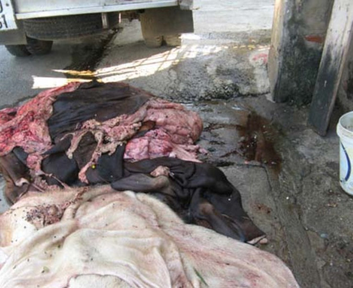 Phía trước cửa nhà ông L, một ô tô tải đủ các loại da trâu, bò, lợn tươi… cùng lũ ruồi nhặng bay vo ve, tiết động vật lênh láng… khiến chúng tôi không khỏi kinh hãi… Nhìn bàn tay của bà L cùng con trai đưa từng bộ da xếp thành hàng vào và phủ lớp muối mặn lên chúng tôi mới thấy được vất vả và nguy cơ tiềm ẩn dịch bệnh cao của người làm nghề. Phía trước cửa nhà ông L, một ô tô tải đủ các loại da trâu, bò, lợn tươi… cùng lũ ruồi nhặng bay vo ve, tiết động vật lênh láng… khiến chúng tôi không khỏi kinh hãi… Nhìn bàn tay của bà L cùng con trai đưa từng bộ da xếp thành hàng vào và phủ lớp muối mặn lên chúng tôi mới thấy được vất vả và nguy cơ tiềm ẩn dịch bệnh cao của người làm nghề.