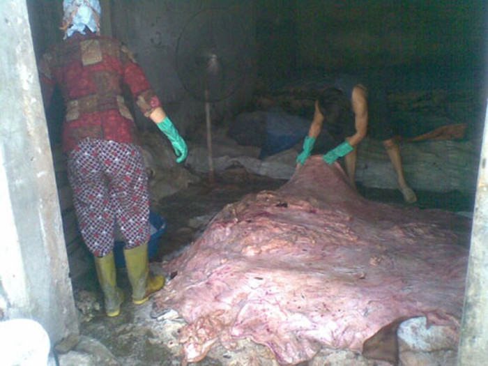 Quy trình ướp từ 2 -3 ngày, sau đó lại đảo đi đảo lại, cho đỡ… bốc mùi thối. Sau khoảng 10 ngày sau thì thương lái Trung Quốc đến thu mua. Mỗi tấn da ướp gia đình ông bà lãi khoảng 2 -3 triệu đồng… Quy trình ướp từ 2 -3 ngày, sau đó lại đảo đi đảo lại, cho đỡ… bốc mùi thối. Sau khoảng 10 ngày sau thì thương lái Trung Quốc đến thu mua. Mỗi tấn da ướp gia đình ông bà lãi khoảng 2 -3 triệu đồng…