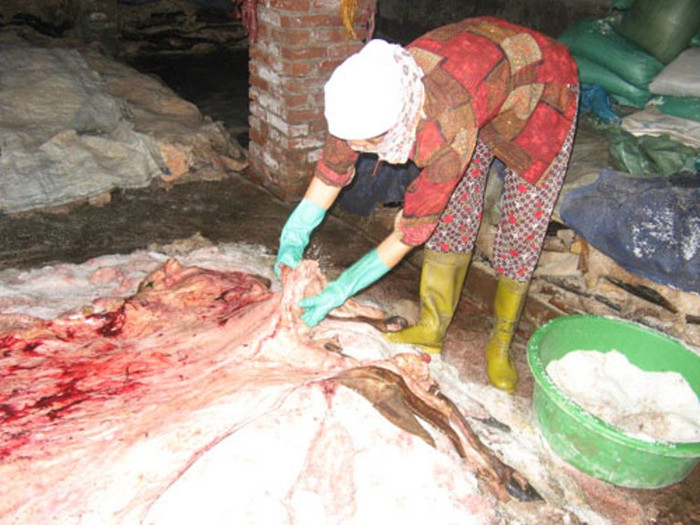 Chứng kiến cảnh bà L đi ủng dẫm lên từng tảng da trâu, bò để rắc muối, ruồi nhặng bay vo ve, không khỏi lo ngại liệu nơi đây có tiềm ẩn nguy cơ lây lan dịch bệnh từ gia súc sang người? Chứng kiến cảnh bà L đi ủng dẫm lên từng tảng da trâu, bò để rắc muối, ruồi nhặng bay vo ve, không khỏi lo ngại liệu nơi đây có tiềm ẩn nguy cơ lây lan dịch bệnh từ gia súc sang người?