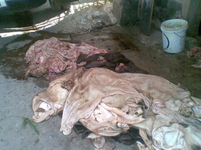 Bà L cho biết, gia đình chuyên đi thu gom da trâu, bò tươi từ các lò mổ khắp nơi… sau về ướp muối, cứ mỗi bộ da phải ướp từ 3 -5kg muối phủ lên, từng lớp từng lớp như vậy xếp chồng đến vài chục bộ da... Bà L cho biết, gia đình chuyên đi thu gom da trâu, bò tươi từ các lò mổ khắp nơi… sau về ướp muối, cứ mỗi bộ da phải ướp từ 3 -5kg muối phủ lên, từng lớp từng lớp như vậy xếp chồng đến vài chục bộ da...