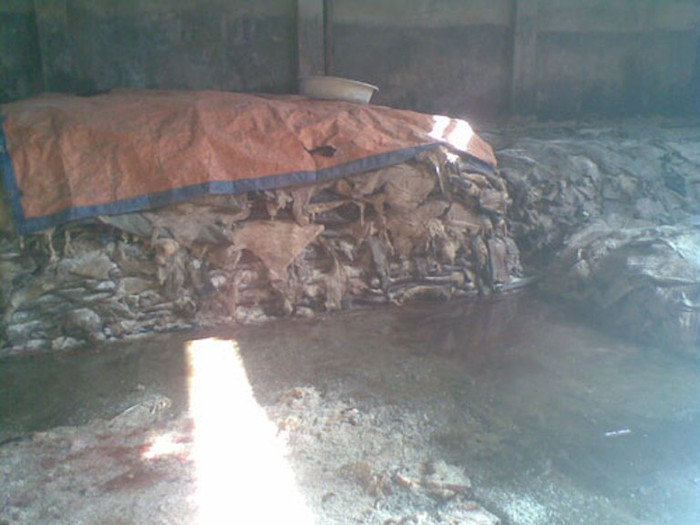 Do làm nghề này, nhiều thửa ruộng ven làng không thể trồng lúa vì quá mặn. Đề cập đến nguy cơ xã thành ổ dịch của các loại gia súc, ông Đang còn cho biết, mấy năm gần đây, địa bàn xã là điểm được Trạm Thú y huyện Thường Tín quan tâm thường xuyên cung cấp thuốc sát trùng để tránh lây lan dịch bệnh... Hiện nay, hầu hết các xưởng sản xuất xen lẫn khu dân cư, người dân vẫn chịu cảnh ô nhiễm, đang là bài toán chưa lời giải ở làng nghề. Nên biện pháp duy nhất hiện nay, xã tuyên truyền tới các hộ dân ý thức bảo vệ môi trường. Do làm nghề này, nhiều thửa ruộng ven làng không thể trồng lúa vì quá mặn. Đề cập đến nguy cơ xã thành ổ dịch của các loại gia súc, ông Đang còn cho biết, mấy năm gần đây, địa bàn xã là điểm được Trạm Thú y huyện Thường Tín quan tâm thường xuyên cung cấp thuốc sát trùng để tránh lây lan dịch bệnh... Hiện nay, hầu hết các xưởng sản xuất xen lẫn khu dân cư, người dân vẫn chịu cảnh ô nhiễm, đang là bài toán chưa lời giải ở làng nghề. Nên biện pháp duy nhất hiện nay, xã tuyên truyền tới các hộ dân ý thức bảo vệ môi trường.