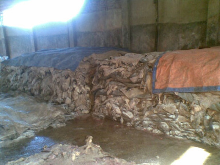 Tìm đến cơ sở nhà anh Nguyễn Văn Thông, chúng tôi chứng kiến xưởng nhà anh khá quy mô, diện tích để 500 – 700m2, có thể ủ ướp vài chục tấn da, trâu bò một lúc. Vừa bước chân vào cổng, chúng tôi cũng ngửi thấy mùi hắc hắc, hôi thối từ da trâu bò, thậm chí cả mùi thối nồng nặc… cùng với nước bẩn rỉ ra từ những đống da trâu, bò đang ủ. Tìm đến cơ sở nhà anh Nguyễn Văn Thông, chúng tôi chứng kiến xưởng nhà anh khá quy mô, diện tích để 500 – 700m2, có thể ủ ướp vài chục tấn da, trâu bò một lúc. Vừa bước chân vào cổng, chúng tôi cũng ngửi thấy mùi hắc hắc, hôi thối từ da trâu bò, thậm chí cả mùi thối nồng nặc… cùng với nước bẩn rỉ ra từ những đống da trâu, bò đang ủ.