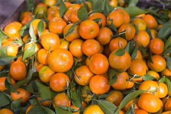 Quýt ta mỏng vỏ, vỏ bị rám, cao thành. Quýt chính vụ của Việt Nam thu hoạch từ tháng 10 đến khoảng tháng 2 năm sau.