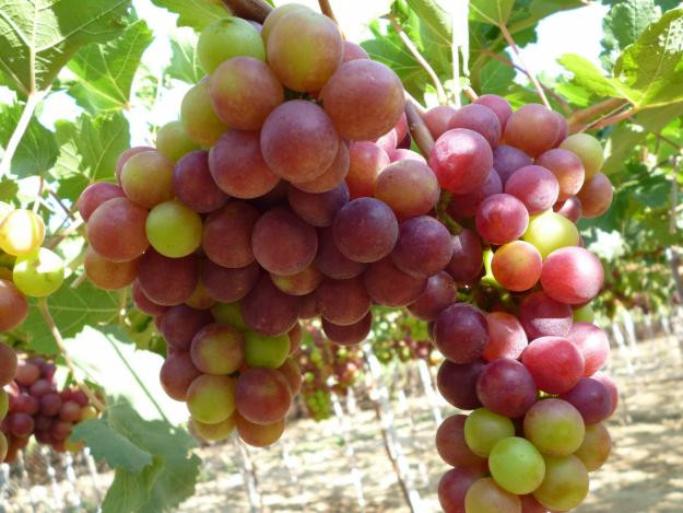 Nho tím của Việt Nam quả thường nhỏ, nho xanh thì chùm ngắn, có màu xanh tươi; cuống nho nội rất tươi và thời vụ chính là từ tháng 7-10.