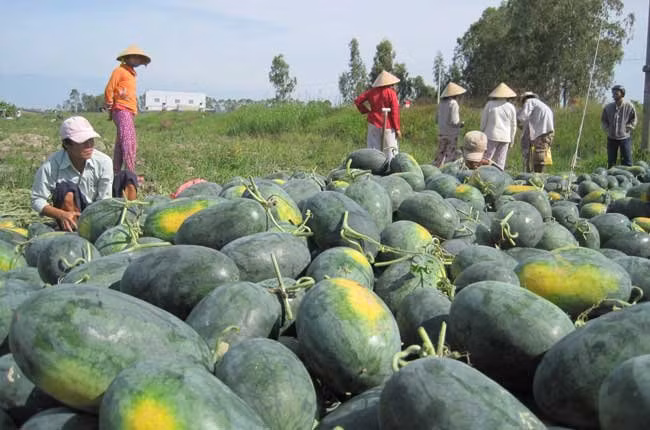 Dưa hấu Việt Nam nhiều hạt. Trồng chủ yếu ở Ninh Thuận, Bình Thuận.