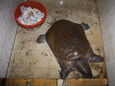 Bỏ tiền để được xem ba ba Nam Bộ (Nguồn: ENV).