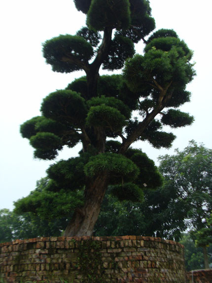 Thực hư vườn cổ tùng trị giá 1.000 tỷ đồng ở Vĩnh Phúc!