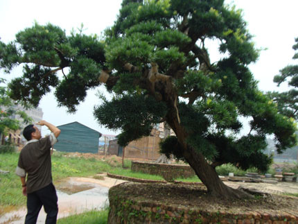 Thực hư vườn cổ tùng trị giá 1.000 tỷ đồng ở Vĩnh Phúc!