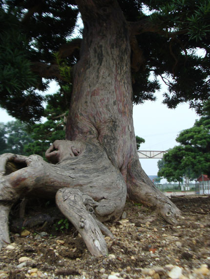 Thực hư vườn cổ tùng trị giá 1.000 tỷ đồng ở Vĩnh Phúc!