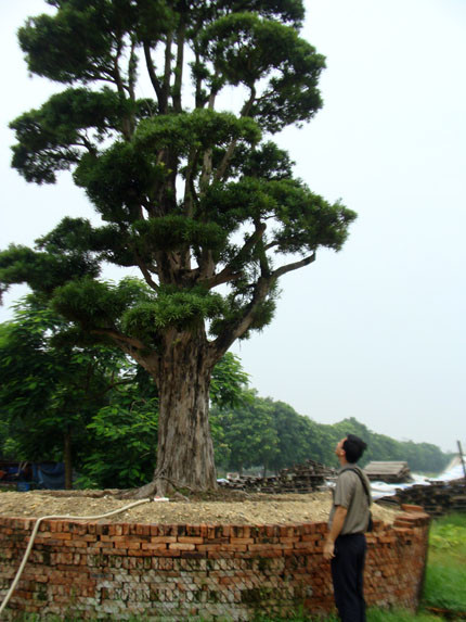 Thực hư vườn cổ tùng trị giá 1.000 tỷ đồng ở Vĩnh Phúc!